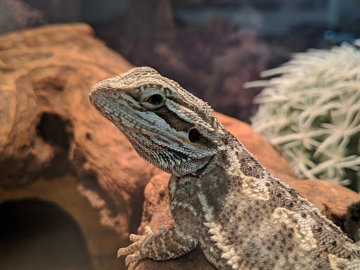 Pet Supply Store «Buckles Feed Depot & Pet Supply», reviews and photos, 220 S 4th St, Lafayette, IN 47901, USA