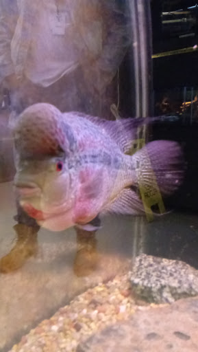 Pet Supply Store «Pet Finatics», reviews and photos, 3150 Navarre Ave, Oregon, OH 43616, USA