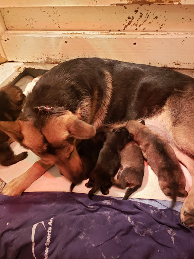 Pet Supply Store «Pet Supplies Plus», reviews and photos, 22124 Ecorse Rd, Taylor, MI 48180, USA