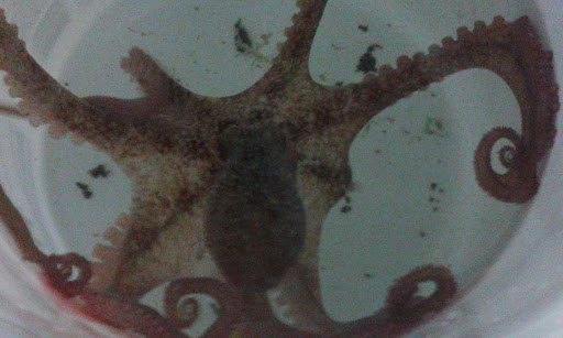 Pet Store «Tanks Pet Supply», reviews and photos, 628 S Main St, Princeton, IL 61356, USA