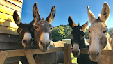 Hayling Island Donkey Sanctuary