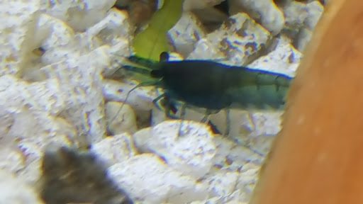 Tropical Fish Store «A Place For Pets Inc», reviews and photos, 431 SW 152nd St, Burien, WA 98166, USA