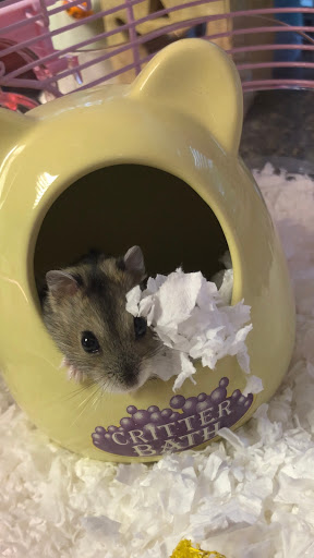 Pet Supply Store «Pet Supplies Plus», reviews and photos, 26230 Hoover Rd, Warren, MI 48089, USA