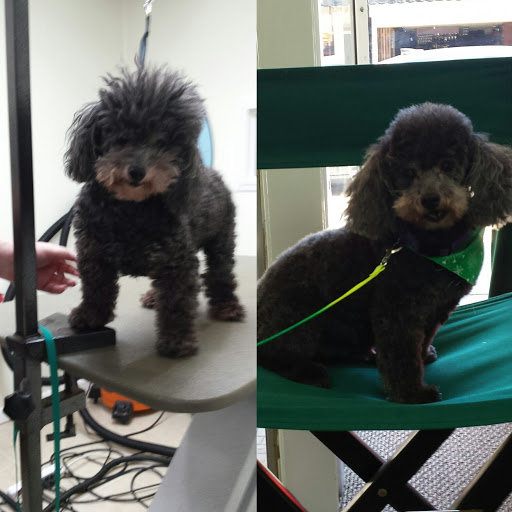 Pet Supply Store «Grrs & Purrs», reviews and photos, 116 N Woodland Blvd, DeLand, FL 32720, USA