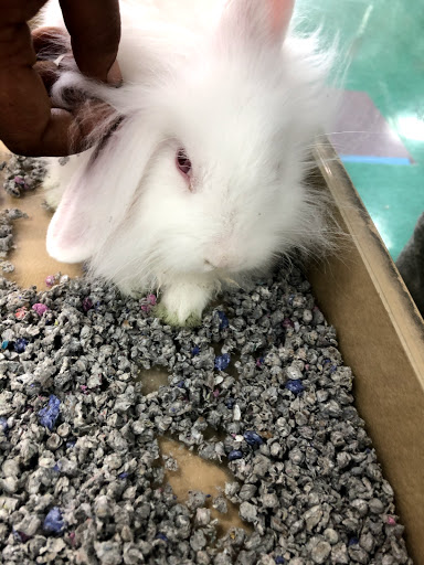 Pet Store «Petland Lewis Center», reviews and photos, 86 Meadow Park Ave, Lewis Center, OH 43035, USA