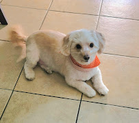 Majestic Mutts - Photo 3 - Car repair in Las Vegas, NV, Spring Valley