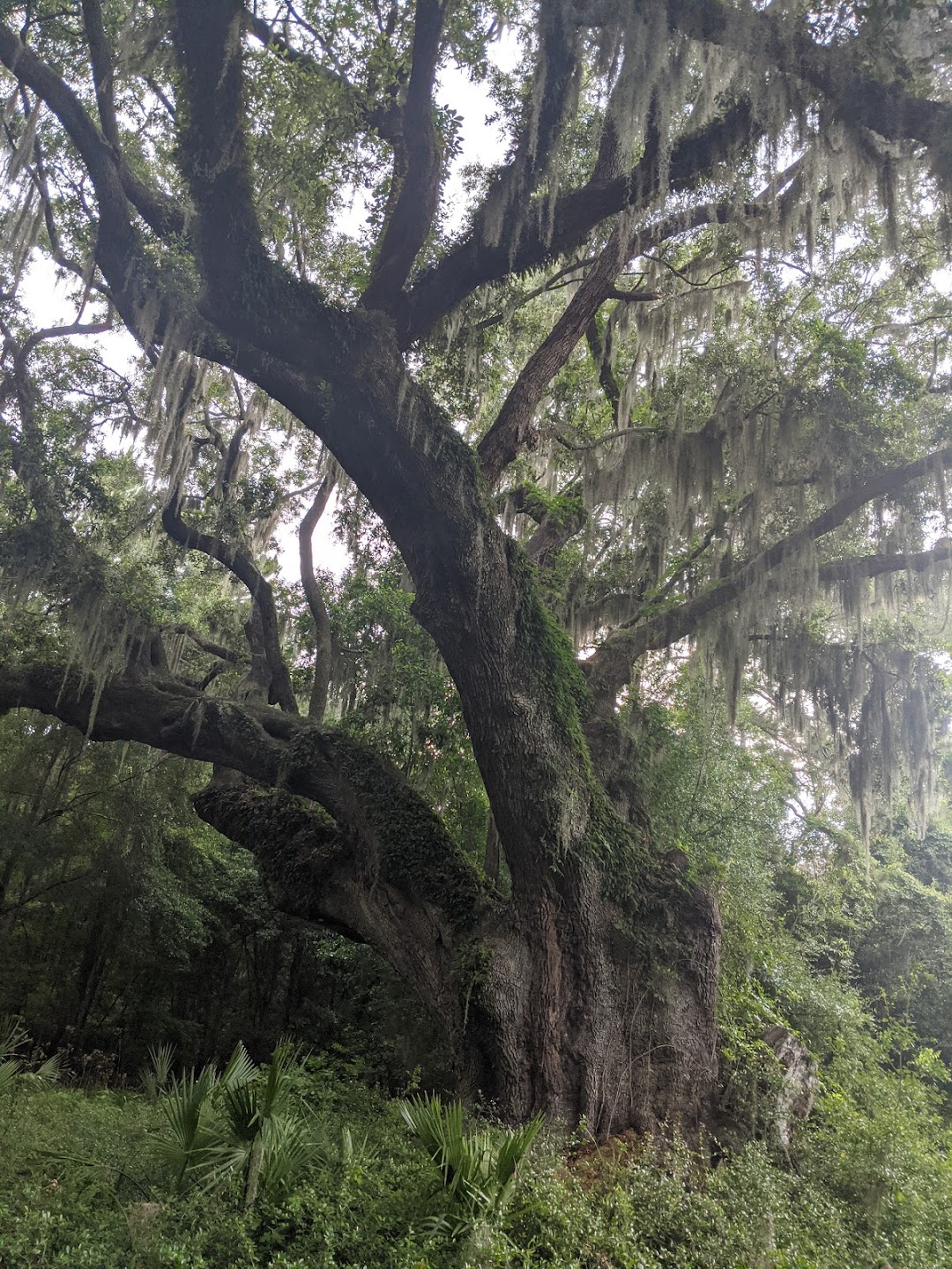 Cherry Hill Plantation Live Oak