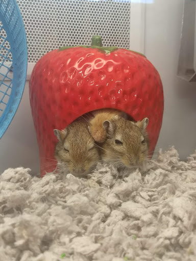 Pet Supply Store «Petco Animal Supplies», reviews and photos, 4440 Rib Mountain Dr, Wausau, WI 54401, USA