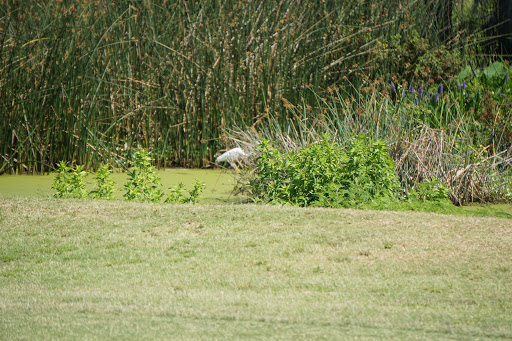 Golf Course «Deer Island Country Club», reviews and photos, 18000 Eagles Club House Way, Tavares, FL 32778, USA