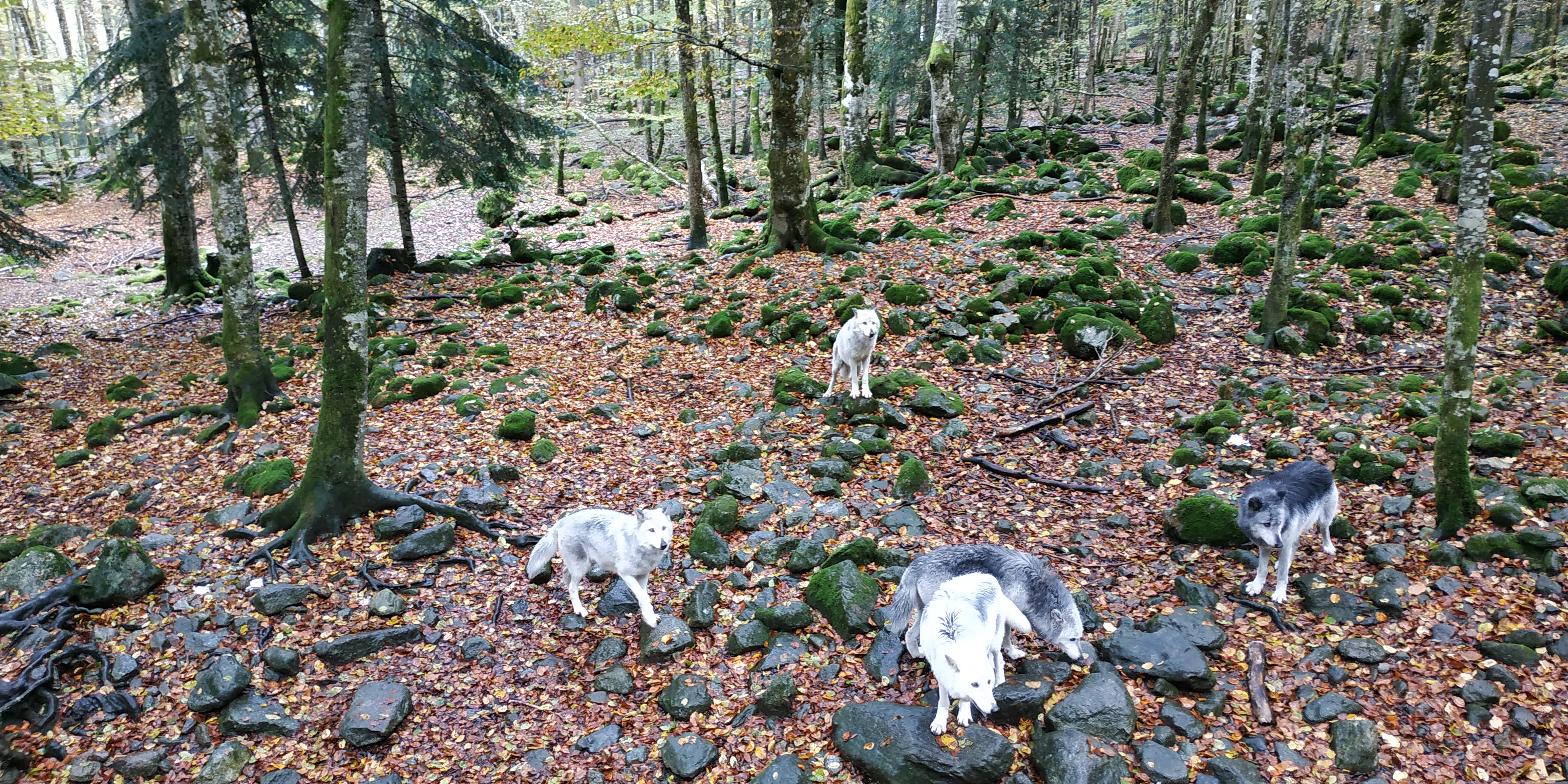 Photo n° 9 de l'avis de nanard.o fait le 09/11/2018 à 10:39