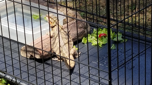 Pet Store «Super Pets», reviews and photos, 1807 E Chapman Ave, Orange, CA 92867, USA