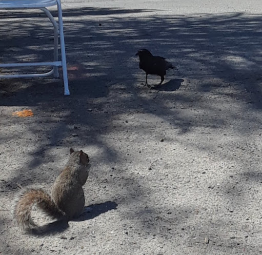 Event Venue «Shoreline Amphitheatre», reviews and photos, 1 Amphitheatre Pkwy, Mountain View, CA 94043, USA