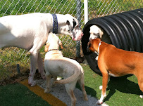 Camp Wagging Tails - Photo 3 - Car repair in Cornelius, NC, Concord