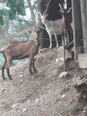 La Bergerie de Vivès à Vives