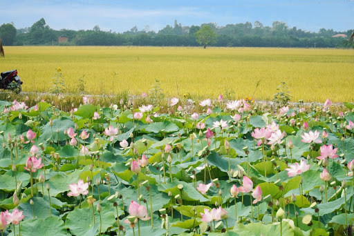 Du lịch sinh thái Hòa Đồng