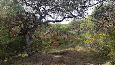 Un coin de notre terre - Naturôcoeur (Diètes Naturopathiques, retraites spirituelles en nature, quêtes de vision, médecine amazonienne)) à Pontaix