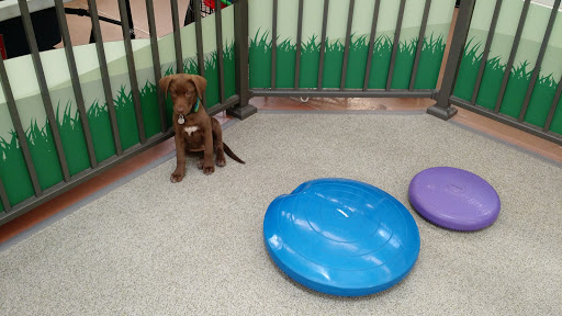 Pet Supply Store «Pet Food Express», reviews and photos, 1902 S Bascom Ave, Campbell, CA 95008, USA