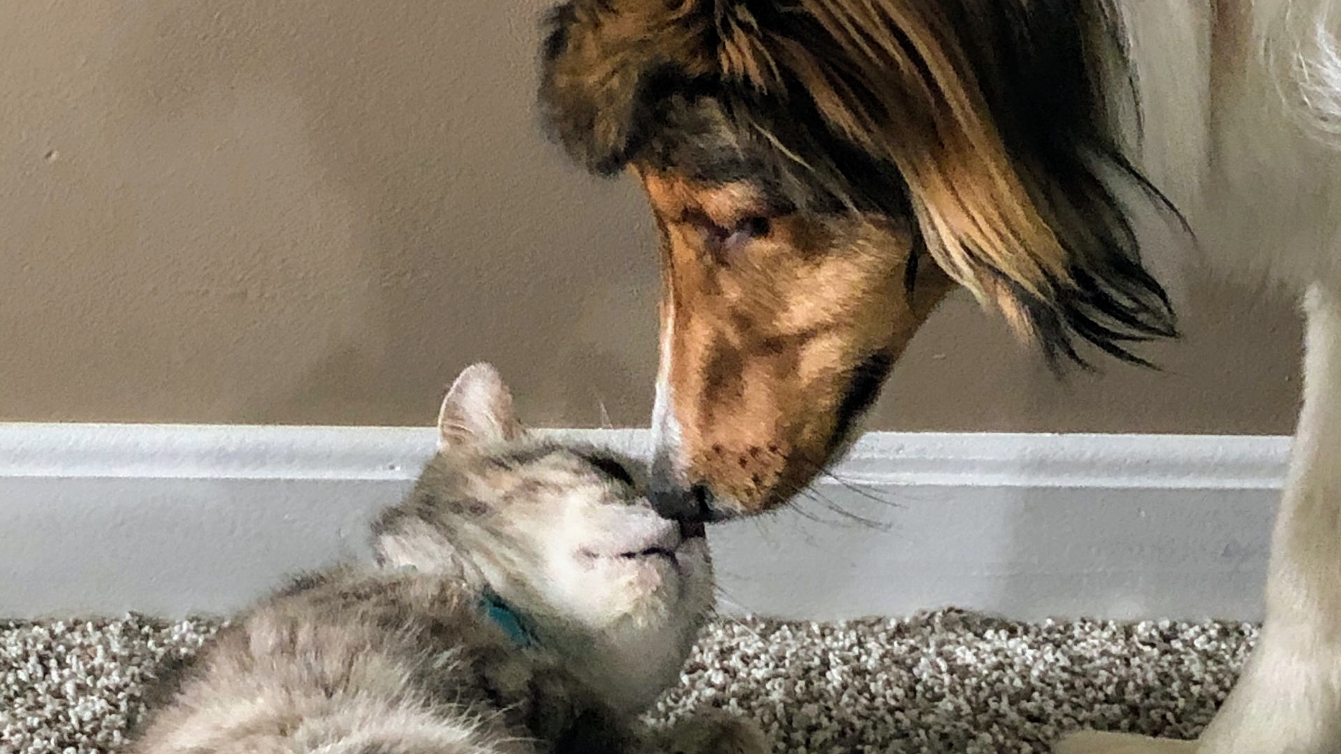 Happy Pals Pet Service