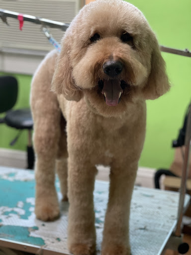 Pet Store «The Pet Set - Midtown», reviews and photos, 976 Piedmont Ave NE, Atlanta, GA 30309, USA