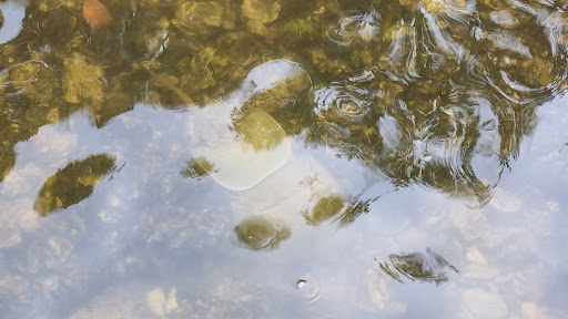 Nature Preserve «Perico Preserve», reviews and photos, 11700 Manatee Ave W, Bradenton, FL 34209, USA