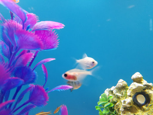 Pet Supply Store «PetSmart», reviews and photos, 170 Marketplace Blvd, Hamilton Township, NJ 08691, USA