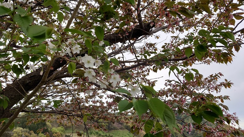 金龍桜