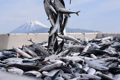 杉初水産