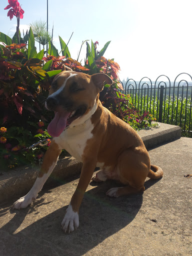 Park «Mt. Echo Park», reviews and photos, 202 Crestline Ave, Cincinnati, OH 45205, USA