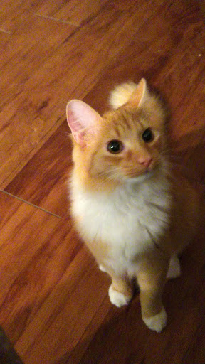 Pet Supply Store «PetSmart», reviews and photos, 4400 Fort Jackson Blvd #300, Columbia, SC 29209, USA