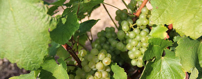 Champagne Christophe Pommelet à Fleury-la-Rivière