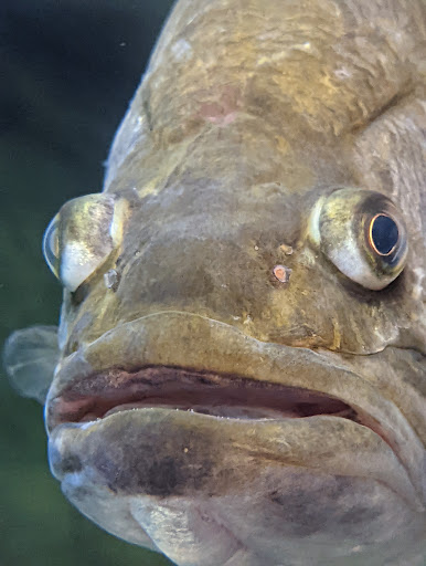 Sporting Goods Store «Bass Pro Shops», reviews and photos, 2501 Bass Pro Dr, Grapevine, TX 76051, USA