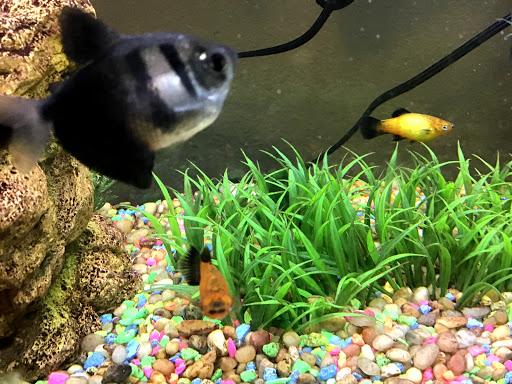 Pet Supply Store «Petco Animal Supplies», reviews and photos, 4030 N MacArthur Blvd #200, Irving, TX 75038, USA