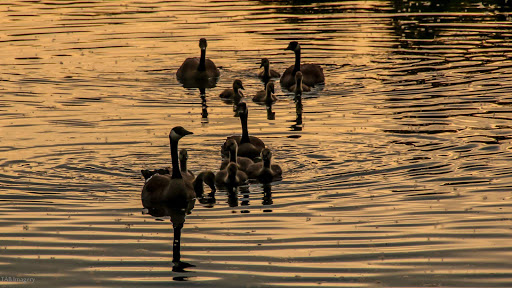 Park «Spring Meadow Lake State Park», reviews and photos, 930 Country Club Ave, Helena, MT 59620, USA