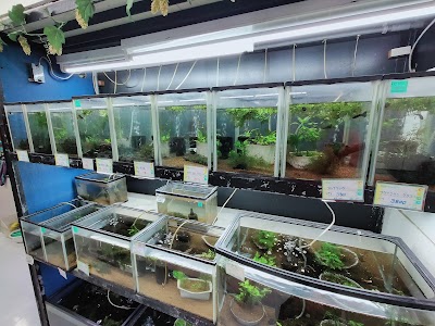 グッピーファーム春日井熱帯魚