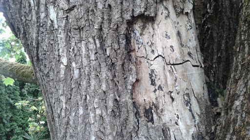 Park «Frink Park», reviews and photos, 398 Lake Washington Blvd S, Seattle, WA 98144, USA