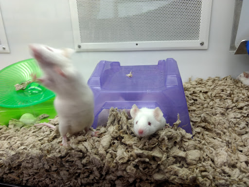 Pet Supply Store «Petco Animal Supplies», reviews and photos, 1341 W Covell Blvd b, Davis, CA 95616, USA