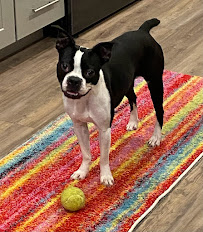 918 Dogs - Photo 6 - Car repair in Tulsa, OK, Tulsa