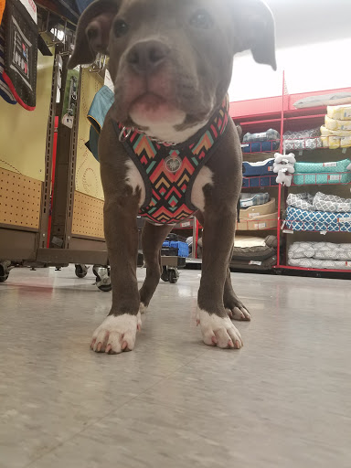 Pet Supply Store «Petco Animal Supplies», reviews and photos, 1610 Avenue Y, Brooklyn, NY 11235, USA