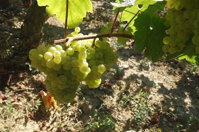 Domaine Sermage à Solutré-Pouilly