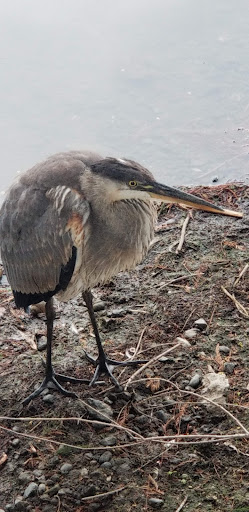 Golf Course «Fairmount Golf Course», reviews and photos, 2681 Dexter Dr, Riverside, CA 92501, USA