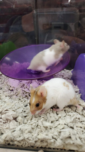 Pet Supply Store «Petco Animal Supplies», reviews and photos, 187 Stonebrook Pl, Jackson, TN 38305, USA