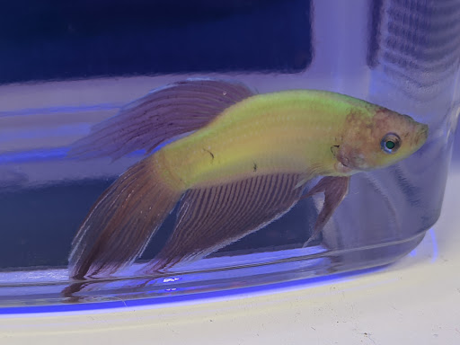 Pet Supply Store «Petco Animal Supplies», reviews and photos, 4915 E 41st St C, Tulsa, OK 74135, USA