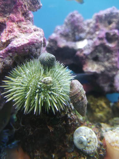 Pet Supply Store «Petco Animal Supplies», reviews and photos, 438 Southbridge St, Auburn, MA 01501, USA