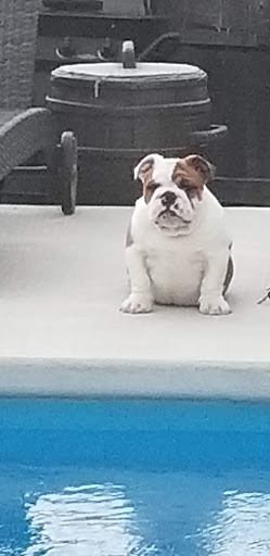 Pet Supply Store «Pet Supplies Plus», reviews and photos, 1031 Northwest Hwy, Garland, TX 75041, USA