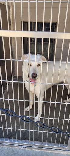 OC Animal Care image