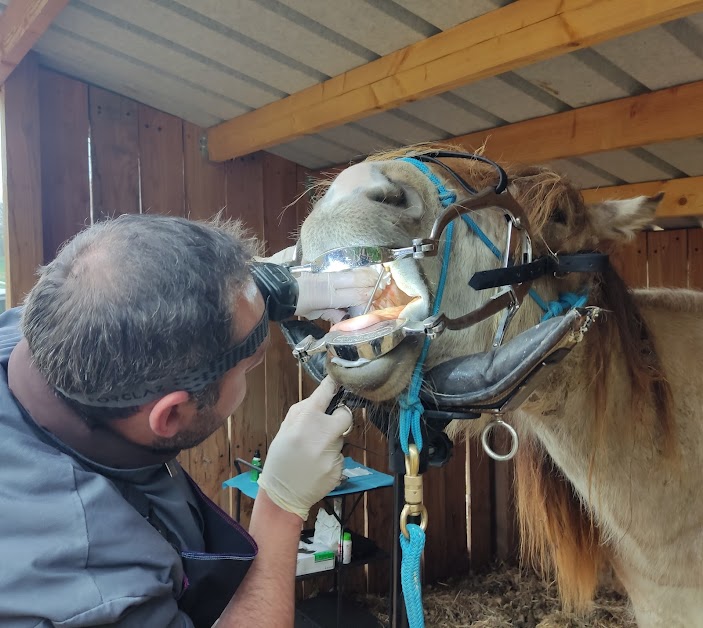 L.F. Dentisterie Equine Ludovic Fournier (Technicien Dentaire Equin) à Saint-Sérotin (Yonne 89)