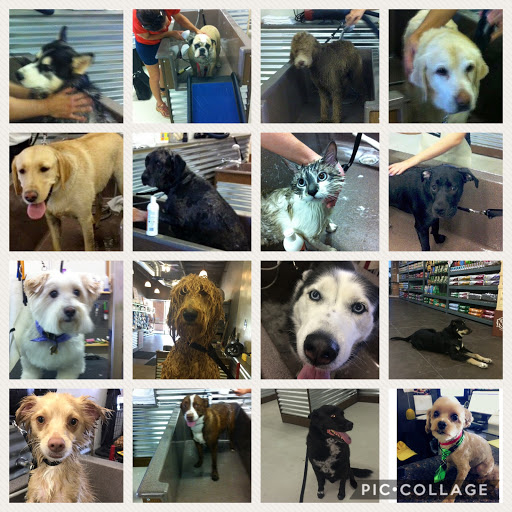 Top Dog Pet Wash Pet Supply Store in Fresno