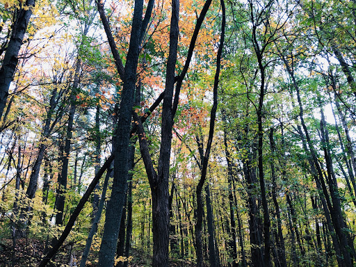 Nature Preserve «Centennial Woods Natural Area», reviews and photos, I-89, Burlington, VT 05401, USA