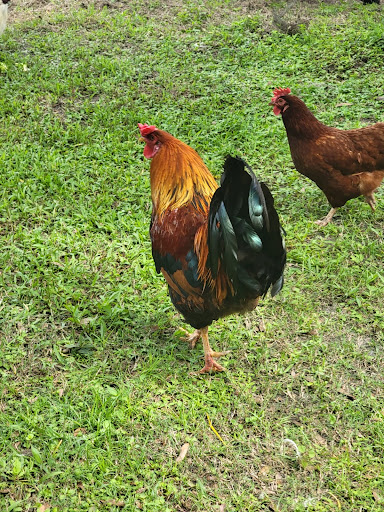 Animal Rescue Service «Nanny’s Educational Zoo And Rescue», reviews and photos, 1139 Livingston Rd, Lutz, FL 33559, USA