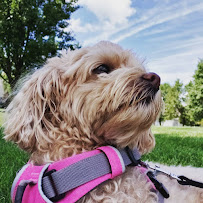 LuvPup Pet Sitting, LLC - Photo 7 - Car repair in , Columbus